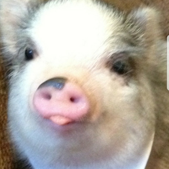 Meet your Posher, Caley - Picture 1 of 1